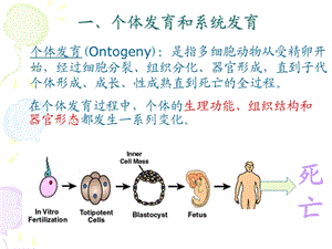 动物生物学4. 多细胞动物胚胎发育2课时PPT文档.ppt