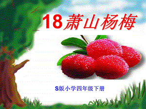 萧山杨梅课件4.ppt