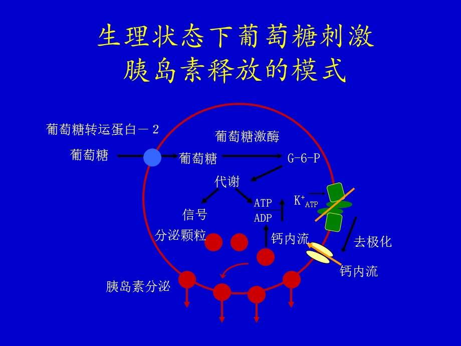 口服降糖药的临床应用精选文档.ppt_第3页