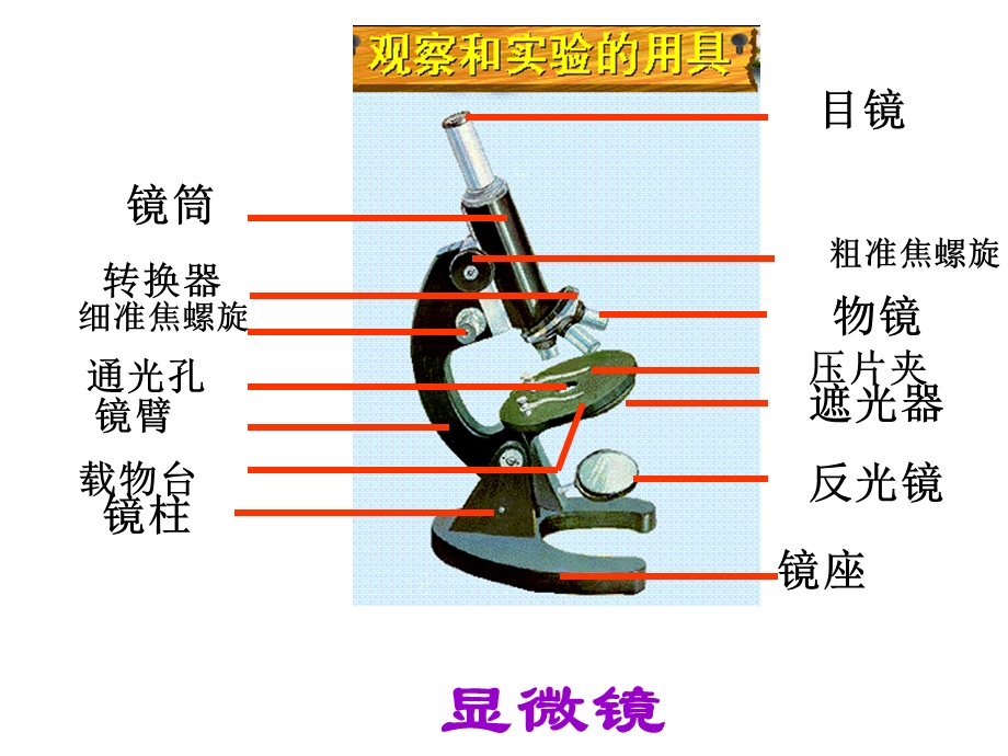 人教版七上第二单元第一节练习使用显微镜.ppt_第2页