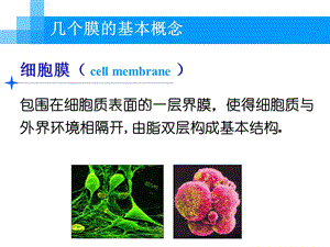 细胞生物学细胞膜PPT文档.ppt