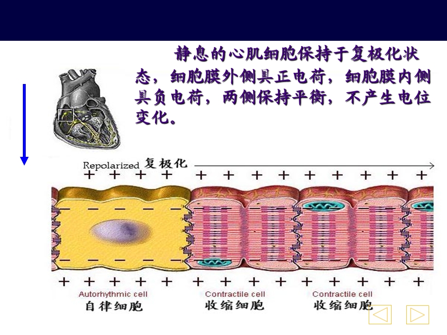 心电图详细讲解精选文档.ppt_第3页