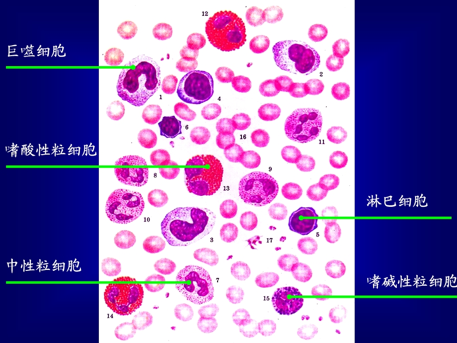 最新实验炎症PPT文档.ppt_第2页