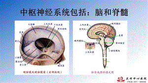 中枢神经系统影像诊断思路颅脑基础ppt课件文档资料.pptx