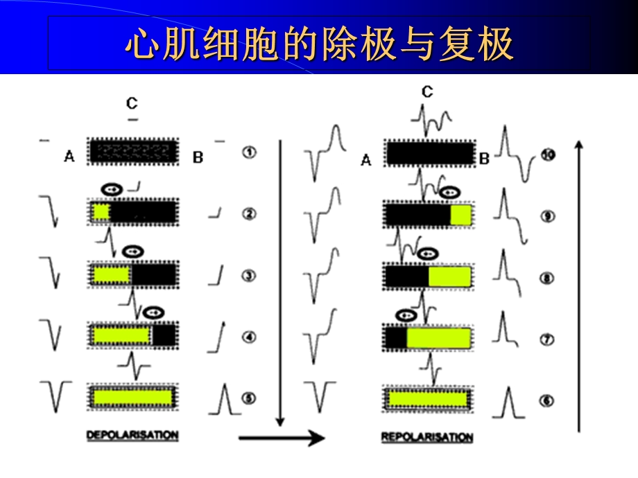 教你如何做心电图以分析PPT文档.ppt_第1页