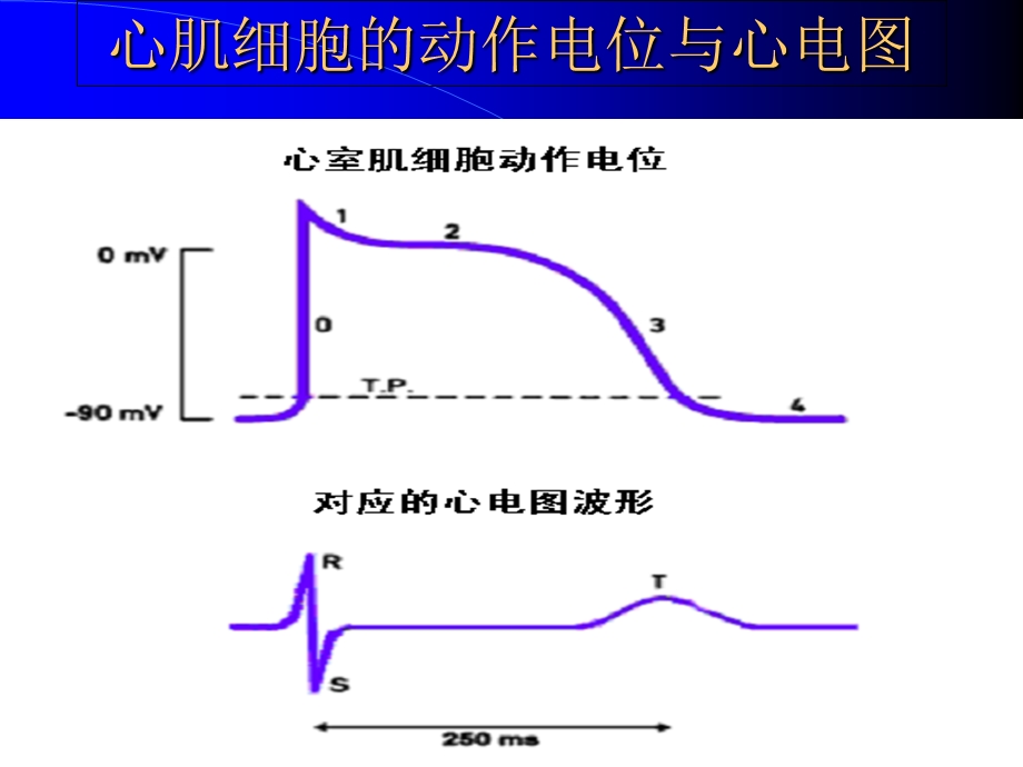 教你如何做心电图以分析PPT文档.ppt_第2页