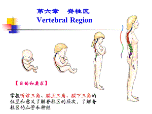 最新脊柱区解剖PPT文档.ppt