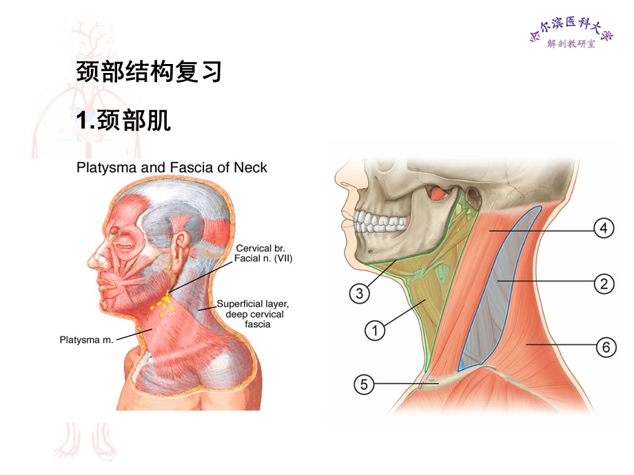 局部解剖学件颈部文档资料.ppt_第1页