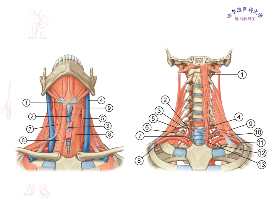 局部解剖学件颈部文档资料.ppt_第2页