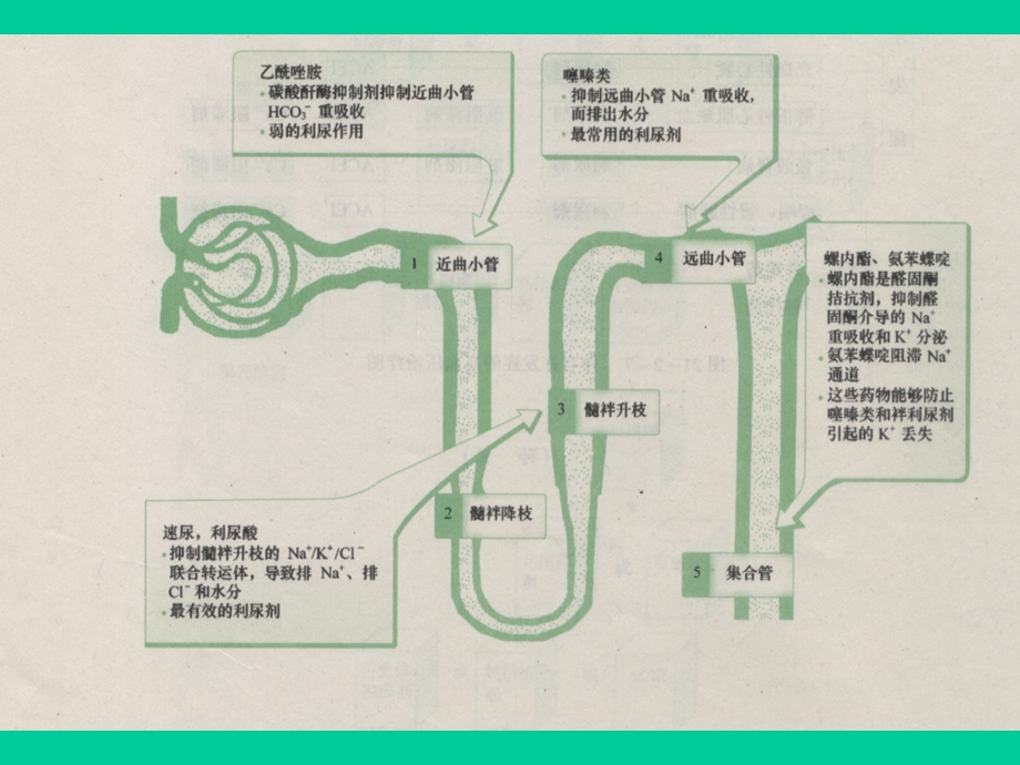 兽医药理学利尿药与脱水药课件PPT文档.ppt_第2页