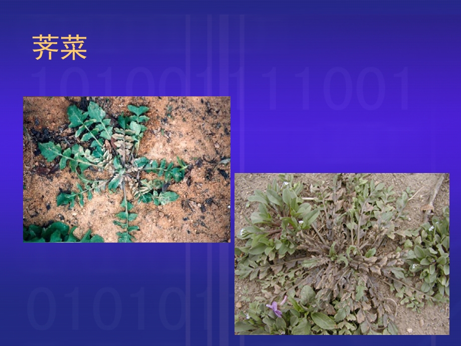 挖荠菜教案.ppt_第2页