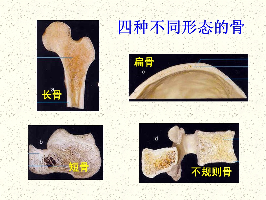 人体解剖生理学课件第四章运动系统结构与功能文档资料.ppt_第2页