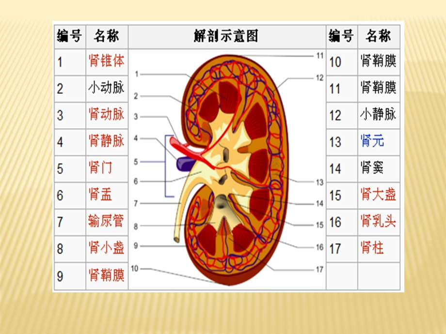 截瘫患者肾积水的预防及护理文档资料.pptx_第3页