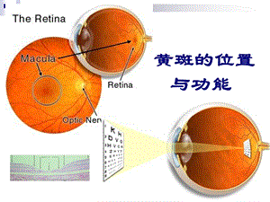 最新黄斑疾病简版ppt课件PPT文档.ppt