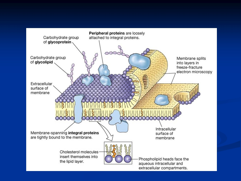 动物生理学第一二节细胞的基本功能文档资料.ppt_第3页