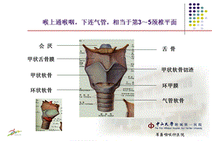 喉应用解剖及生理精选文档.ppt