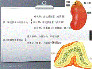 常见肾上腺肿瘤的ct诊断与鉴别诊断文档资料.ppt