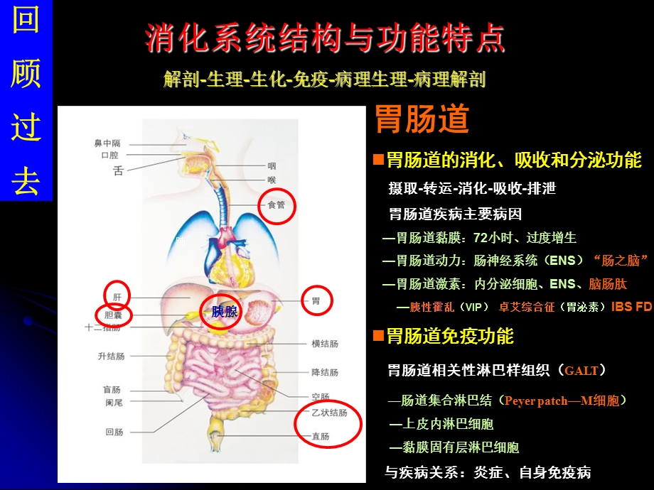 1消化系统疾病总论文档资料.ppt_第2页