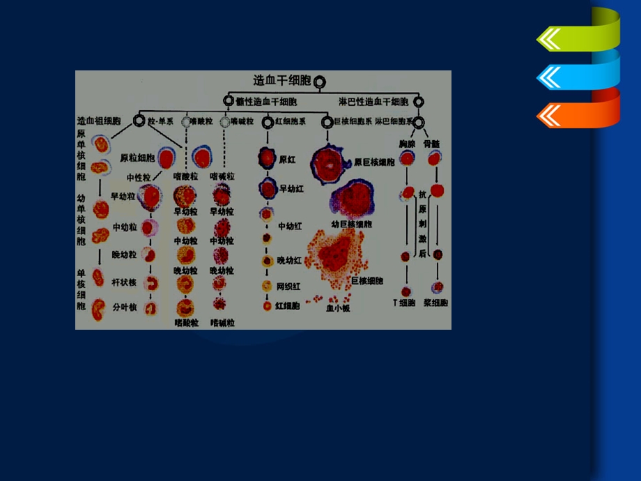 执业医师内科学考点及试题宣讲PPT文档.pptx_第2页