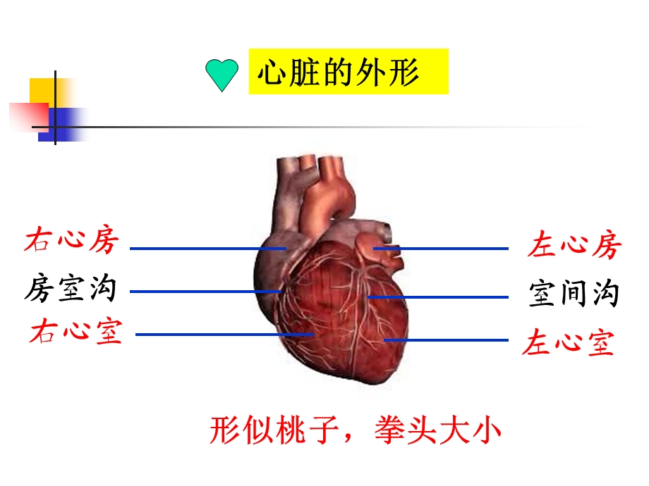 心脏基础护理PPT文档.ppt_第2页