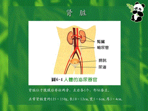 提高对肾脏病的认识PPT文档.ppt