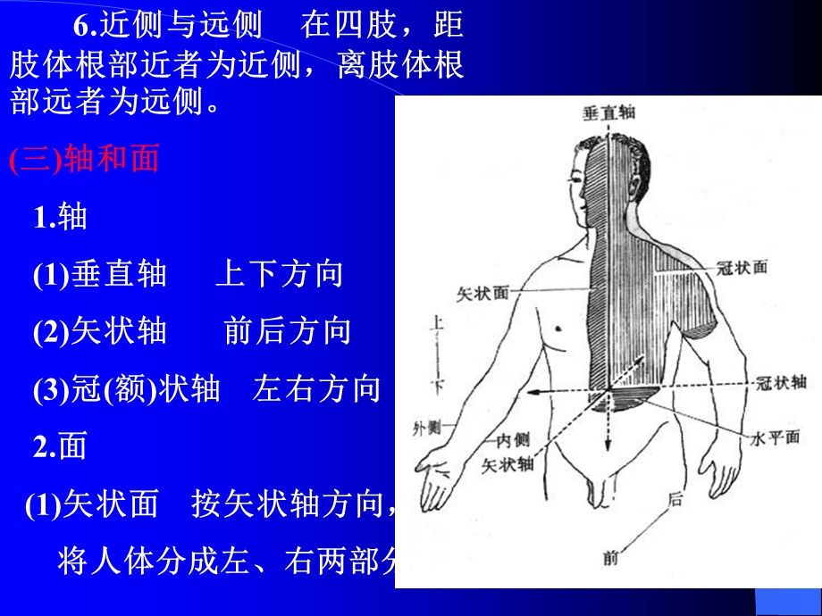 231人体解剖学运动系统骨骼精选文档.ppt_第3页