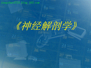 神童系统解剖学之神经系统脑和脊髓的血管脊髓名师编辑PPT课件.ppt