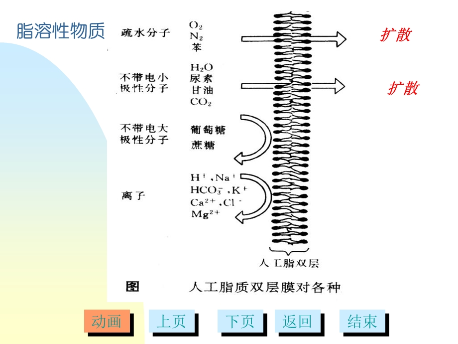 11第十章细胞的物质运输多媒体文档资料.ppt_第3页