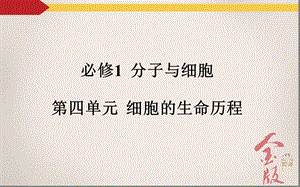 学案13细胞的增殖PPT文档.ppt