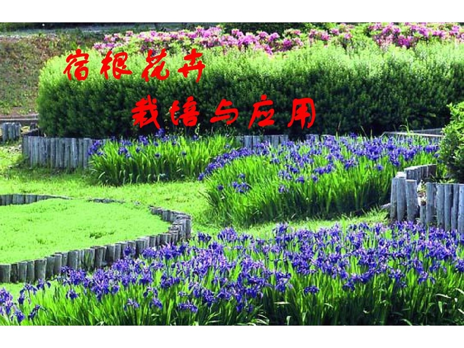 宿根花卉栽培与应用.ppt_第2页