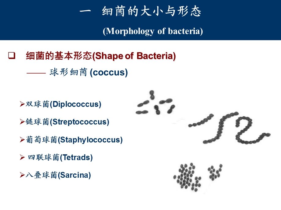 0203细菌的形态与结构PPT课件.ppt_第3页