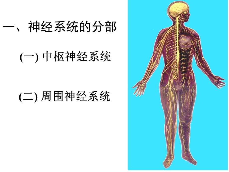 心理人体解剖课复习文档资料.ppt_第2页