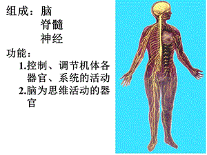 心理人体解剖课复习文档资料.ppt