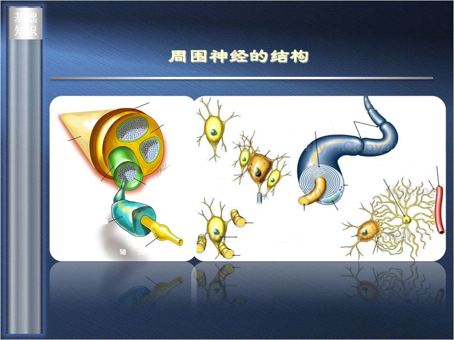 周围神经损伤的药物治疗ppt课件精选文档.ppt_第1页