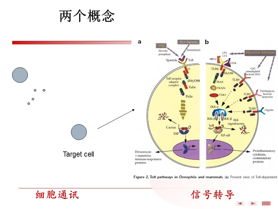 第15章细胞信号转导PPT文档.ppt_第2页