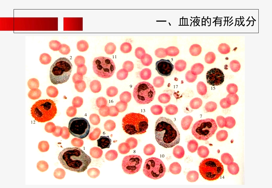 05血液和淋巴授课用文档资料.ppt_第3页