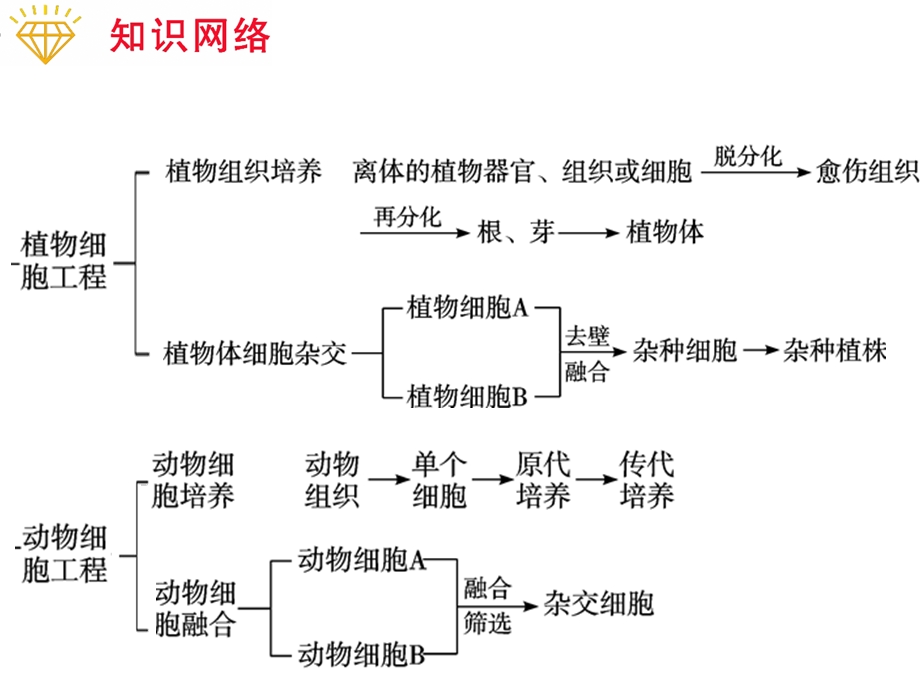 专题4 细胞工程精选文档.ppt_第2页