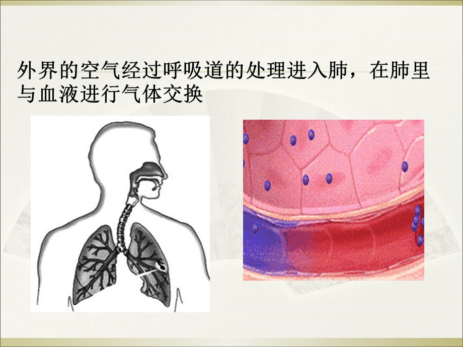 发生在肺内的气体交换(20)文档资料.ppt_第3页