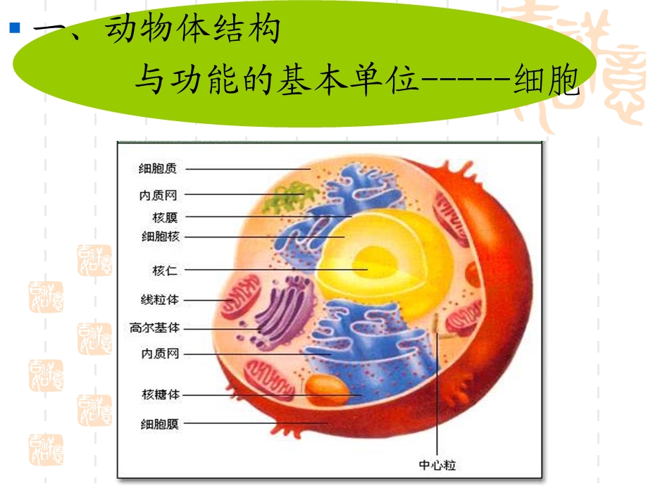 动物生物学 第一章、动物的细胞和组织文档资料.ppt_第1页