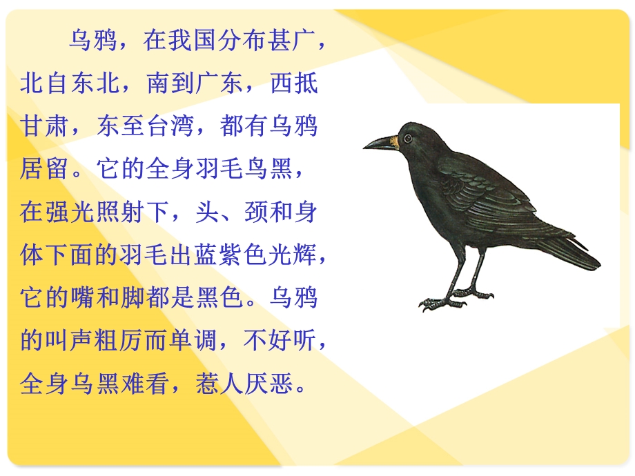 《狐狸和乌鸦》课件 (2).ppt_第3页