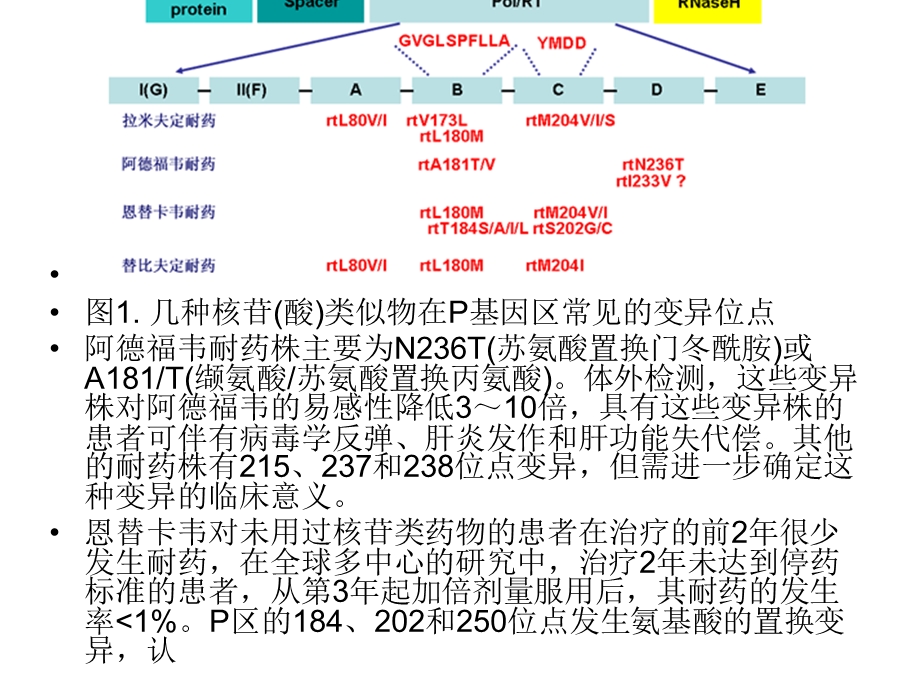 乙肝抗病毒药物耐药的处理与预防文档资料.ppt_第3页