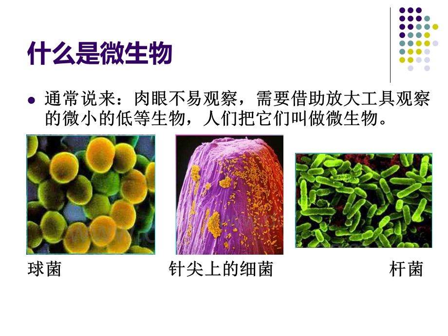 生活中的微生物.pptx_第2页