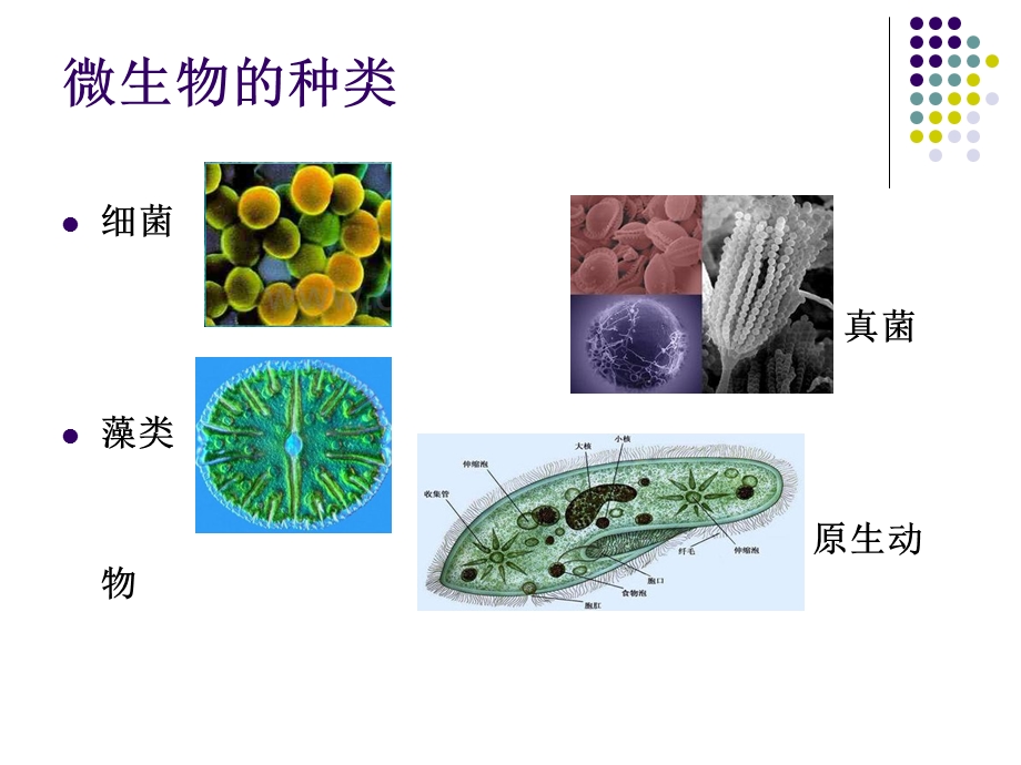 生活中的微生物.pptx_第3页