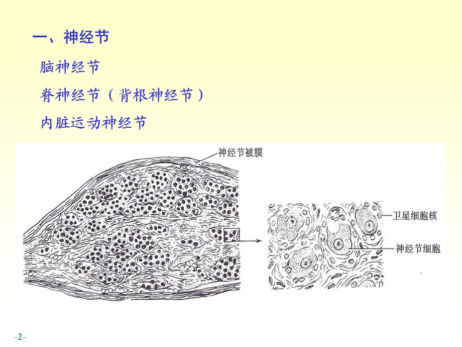 14脊神经人体结构学文档资料.ppt_第2页