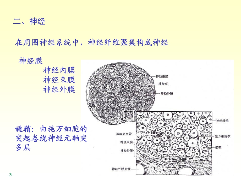 14脊神经人体结构学文档资料.ppt_第3页