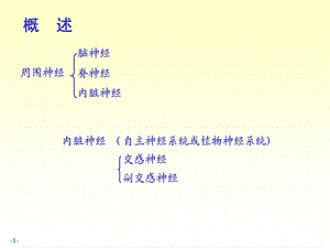 14脊神经人体结构学文档资料.ppt