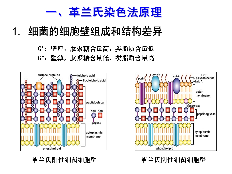 最新微生物学实验3革兰氏染色与细菌个体形态的观察文档资料.ppt_第1页