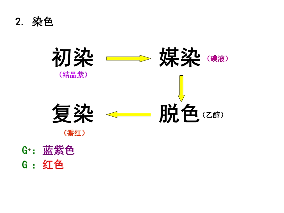 最新微生物学实验3革兰氏染色与细菌个体形态的观察文档资料.ppt_第2页