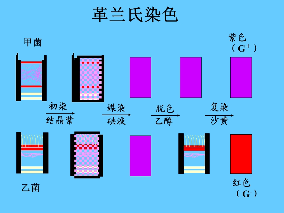 最新微生物学实验3革兰氏染色与细菌个体形态的观察文档资料.ppt_第3页