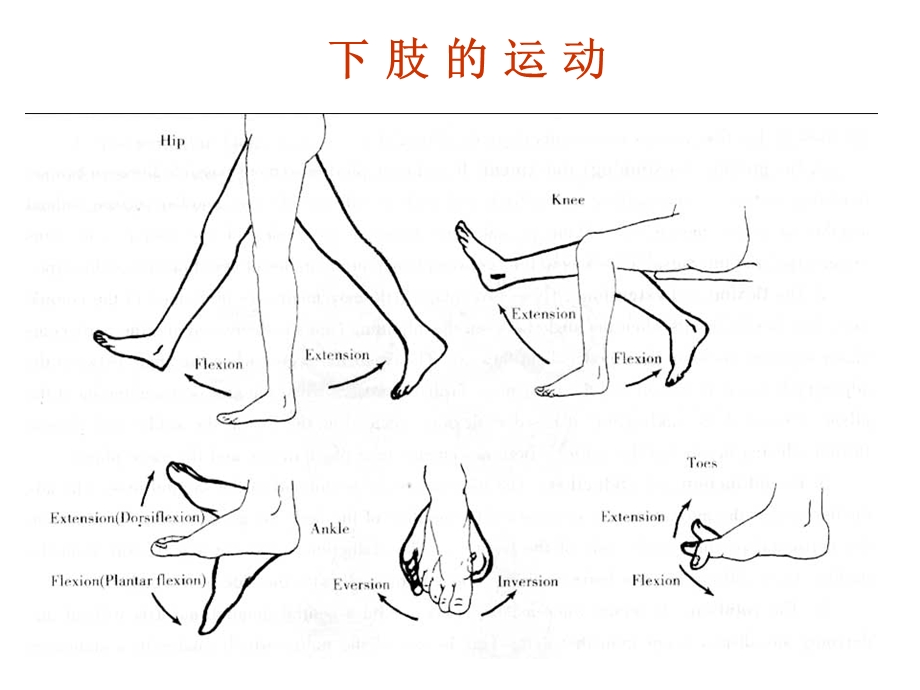 下肢的骨骼1ppt课件精选文档.pptx_第1页